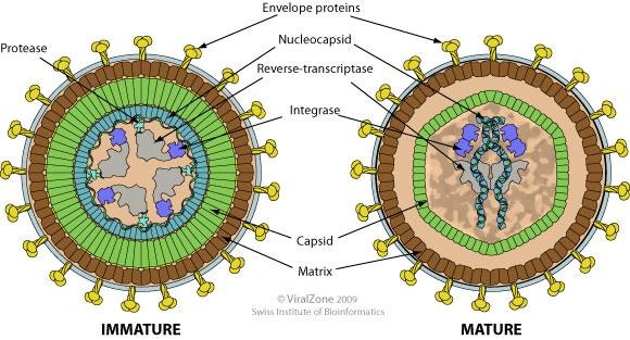 image 63 Structure of HTLV-1 virus
