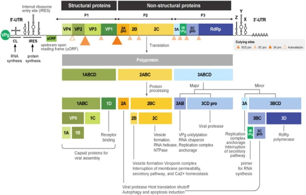 image 65 Genome organization of EV-D68