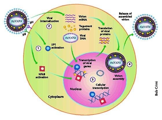 image 66 Viral replication of Cytomegalovirus
