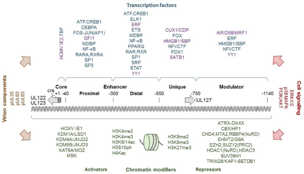 image 67 Organization of the human cytomegalovirus (HCMV)