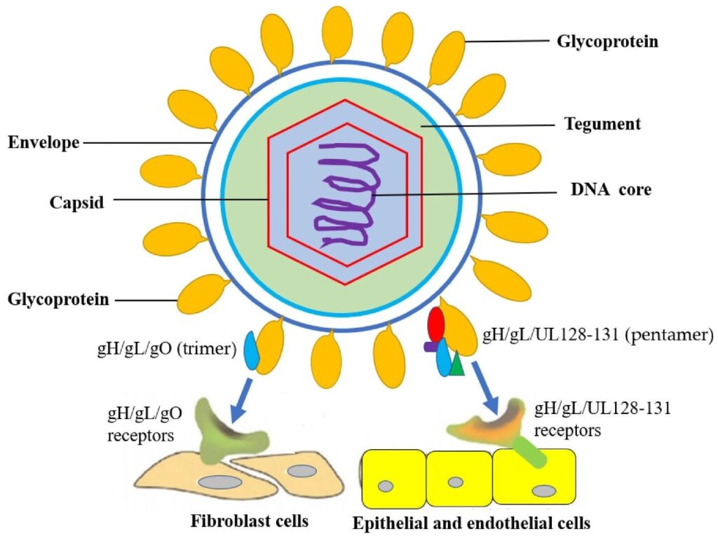 image 68 HCMV structure and entry into host cells