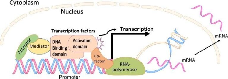 Transcriptiefactor Transcription Factors: Classification, Mechanism of Action, Significance