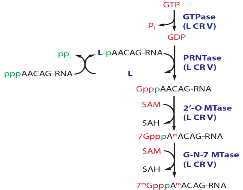 image 7 mRNA cap formation in Vesicular Stomatitis Virus (VSV).