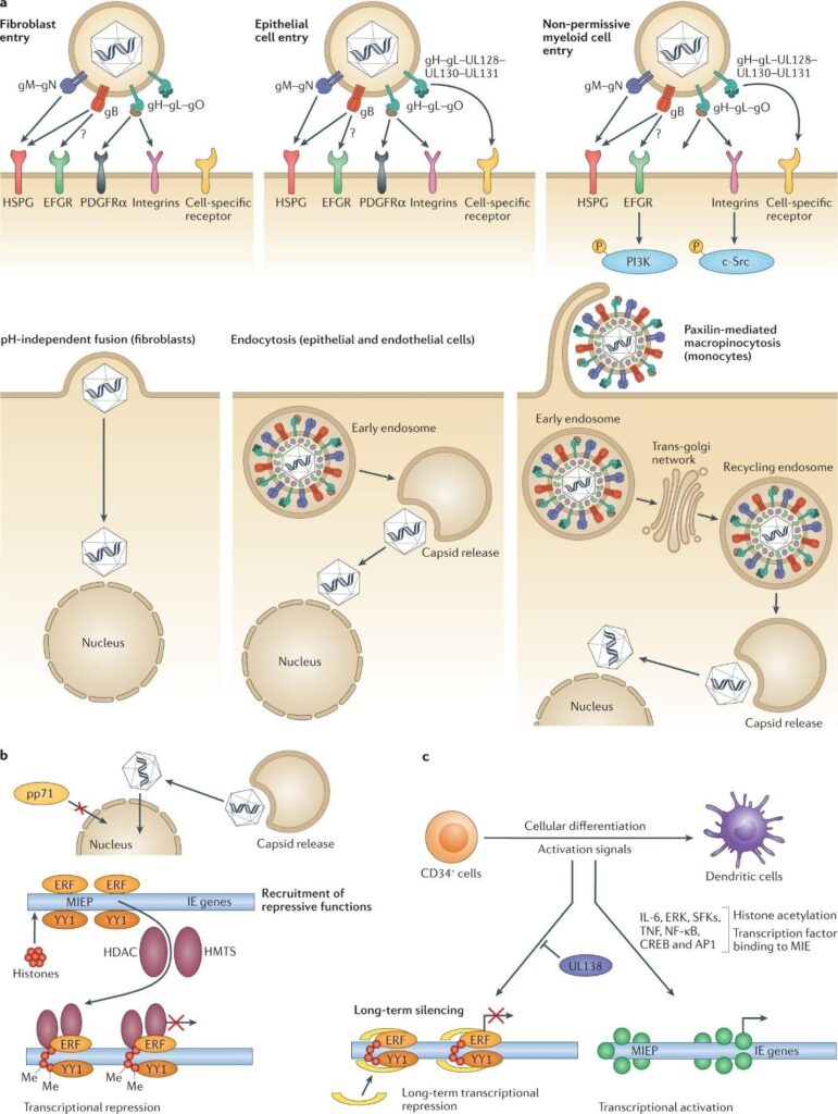 image 70 Pathogenesis of human cytomegalovirus