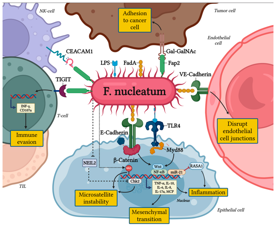 image 72 Role of F. nucleatum in colorectal cancer