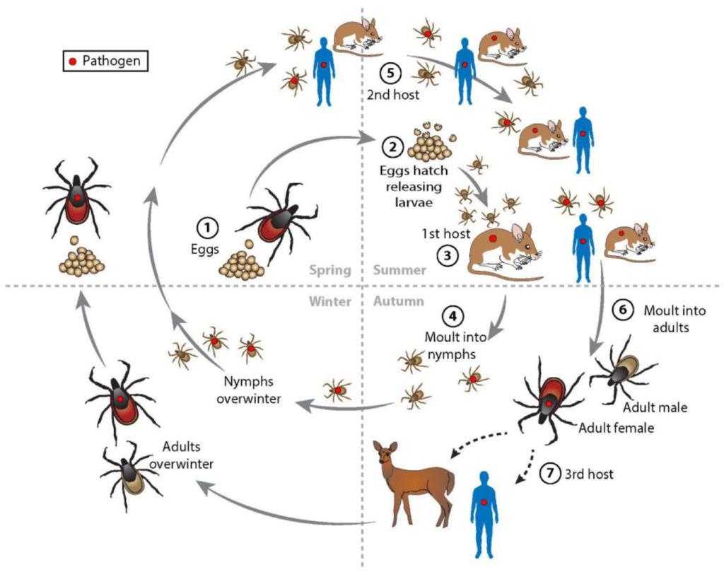 image 73 Pathogenesis of B. burgdorferi