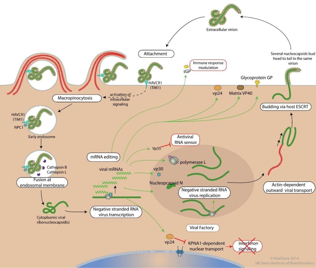 image 73 Replication cycle of Ebolavirus
