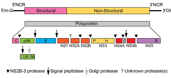 image 74 Genome organization of Yellow Fever Virus