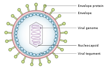 image 75 Structure of Yellow Fever Virus