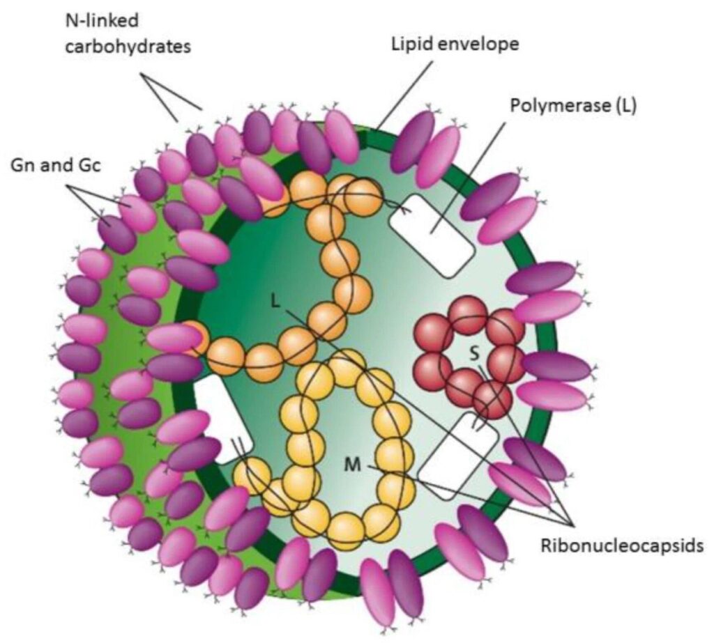 image 76 Schematic presentation of the CCHFV structure