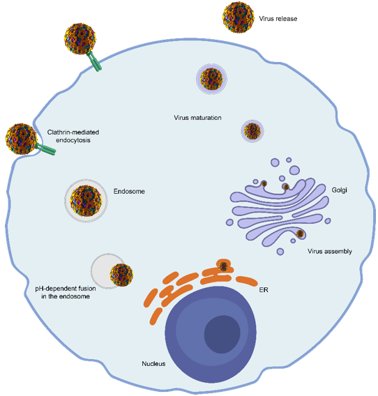 image 76 Replication Cycle of Yellow Fever Virus