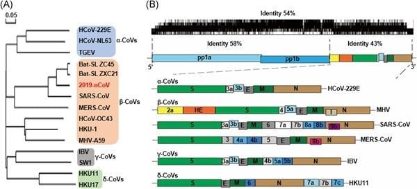 image 77 The genomic structure and phylogenetic tree of coronaviruses