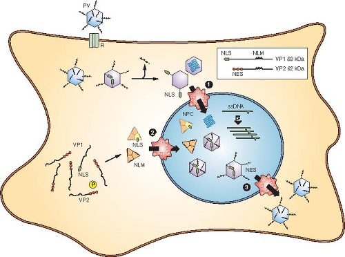 image 77 Replication Cycle of Parvovirus B19
