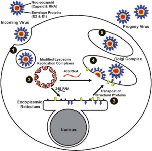 Rubella Infectivity Rubella Virus: A Comprehensive Guide