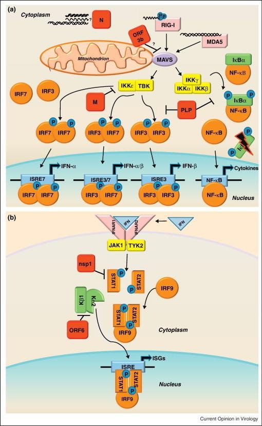 image 78 (a) RLR family of innate immune receptors induces Type I interferon (b) Interferon signals through the JAK-STAT pathway to induce interferon-stimulated genes.