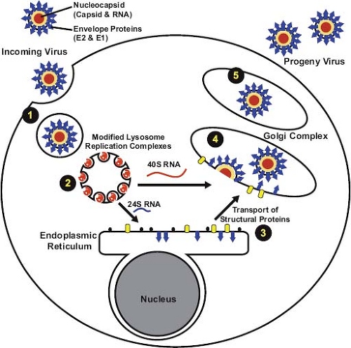 image 78 Replication Cycle of Rubella virus
