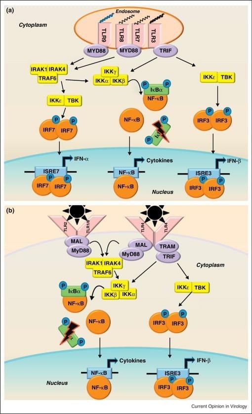 image 79 Pathogen-associated molecular pattern sensing by Toll-Like Receptors