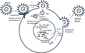 image 79 Replication Cycle of HTLV-1 virus