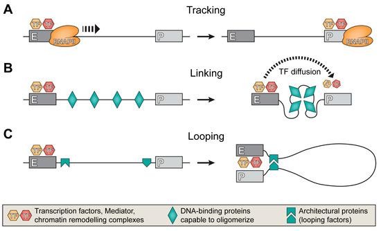 image 8 Establishment of enhancer-promoter communication by A. Tracking model, B. Linking model, and C. Looping model.