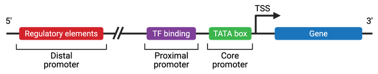 image 8 Structure of a eukaryotic promoter