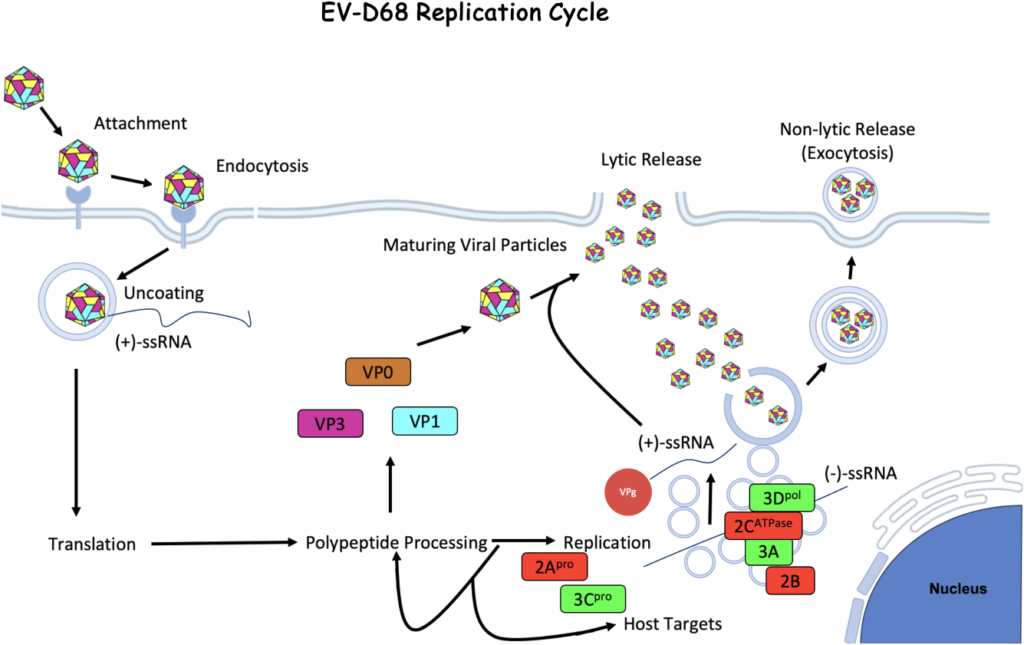 image 80 Replication cycle