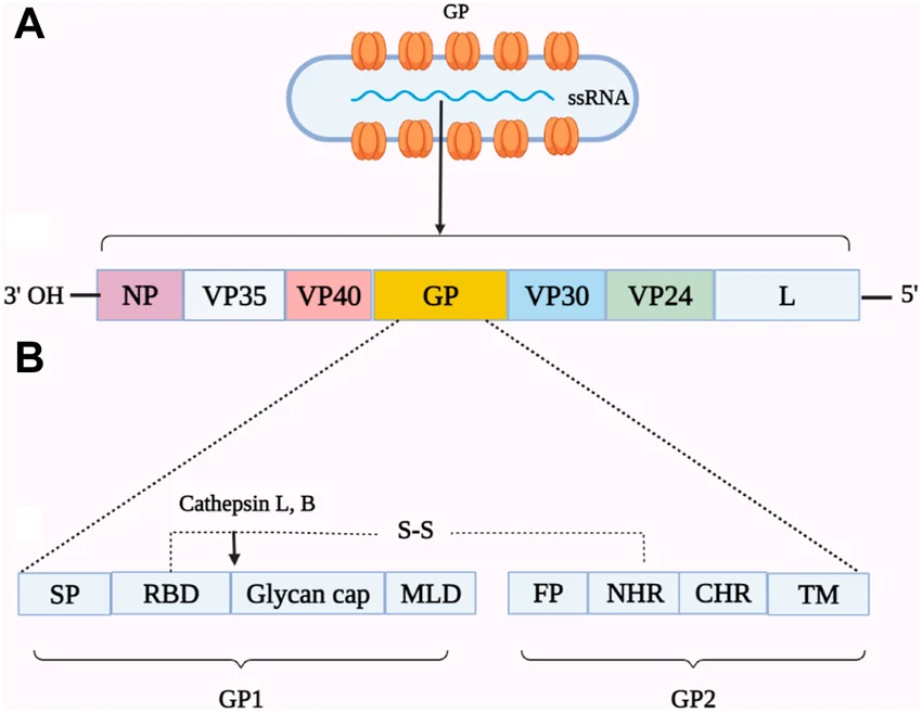 image 82 Schematic representation of Genome organization and proteins