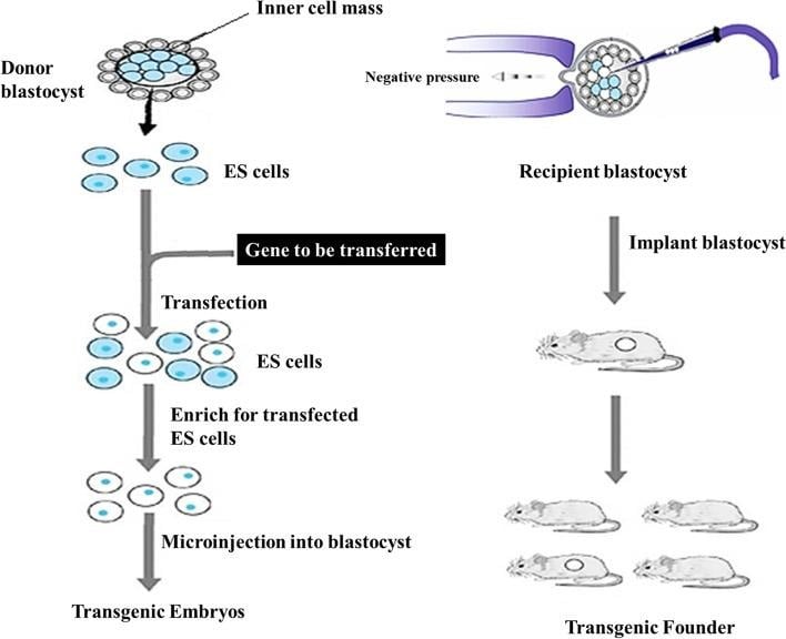 image 83 Embryonic Stem Cells Microinjection
