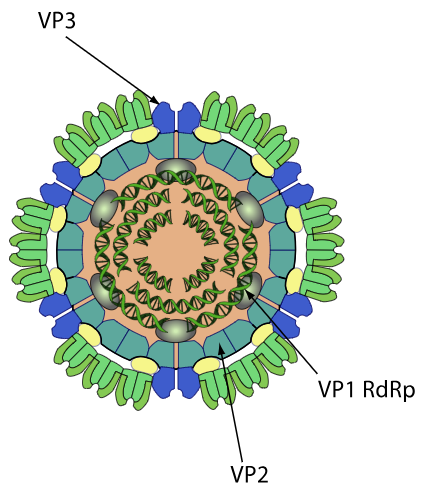 image 83 Structure and Morphology of Colorado tick fever virus