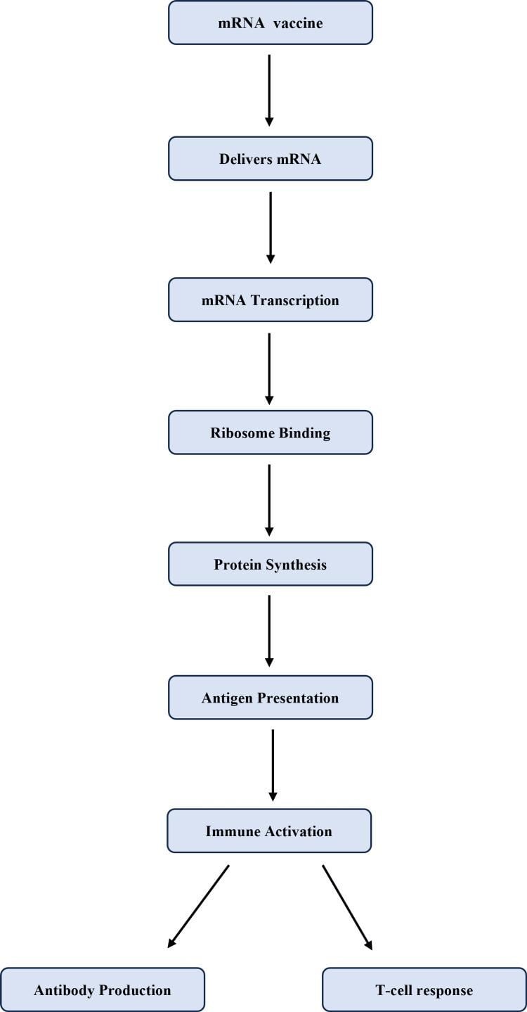 image 86 How mRNA Vaccines Work in the Immune System