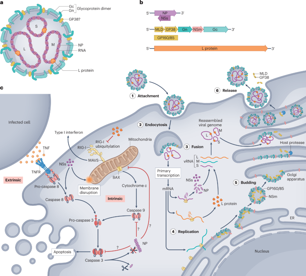 image 87 Replication and Molecular biology of Crimean Congo hemorrhagic fever virus