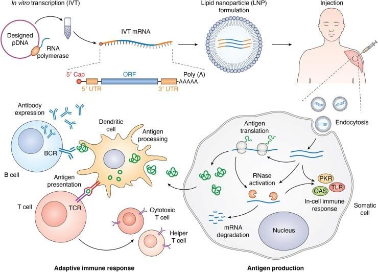 image 87 mRNA vaccine manufacturing procedure and its mechanism of action.