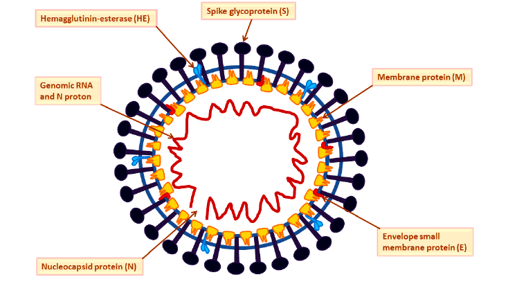 image 89 Structure and Morphology of Corona virus