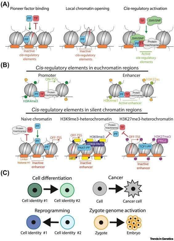 image 9 PTFs bind closed chromatin regions, inducing local DNA accessibility to other TFs and protein complexes, and chromatin reorganization for DNA sequence activation. B. Chromatin state of cis-regulatory elements in euchromatin regions and silent chromatin regions. Unlike canonical TFs, PTFs can bind nucleosomal DNA in silent chromatin regions.