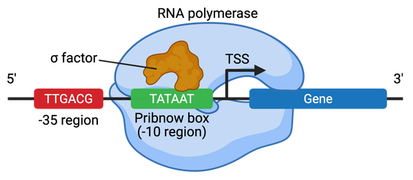 image 9 Structure of a bacterial promoter