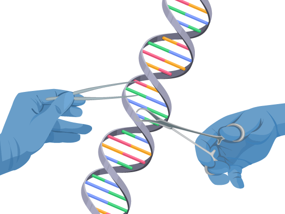 image 92 Principles and Techniques Used in Biotechnology
