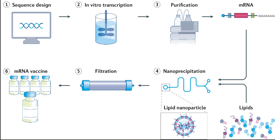 image 95 Production and Manufacturing Process of mRNA Vaccines