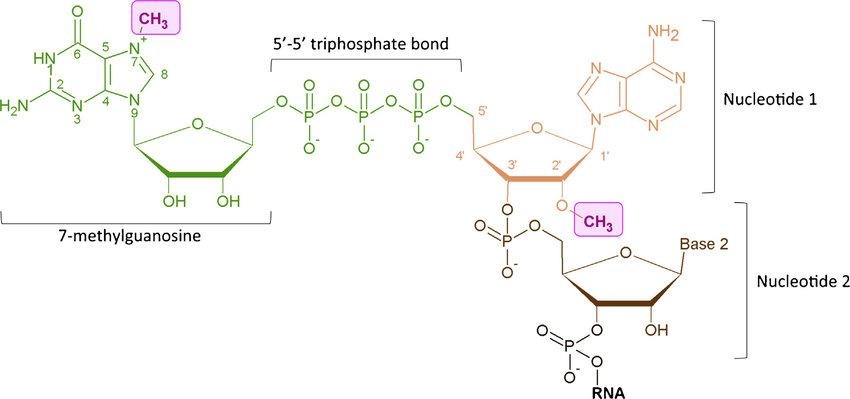 image Structure of 5' end RNA cap