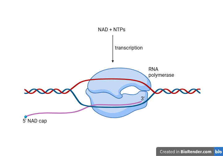 image NAD as an initiating substrate for RNA polymerase in bacteria