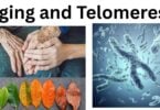 Aging and Telomeres Aging and Telomeres