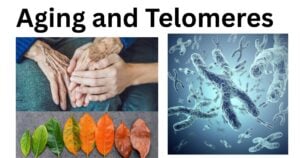 Aging and Telomeres Aging and Telomeres