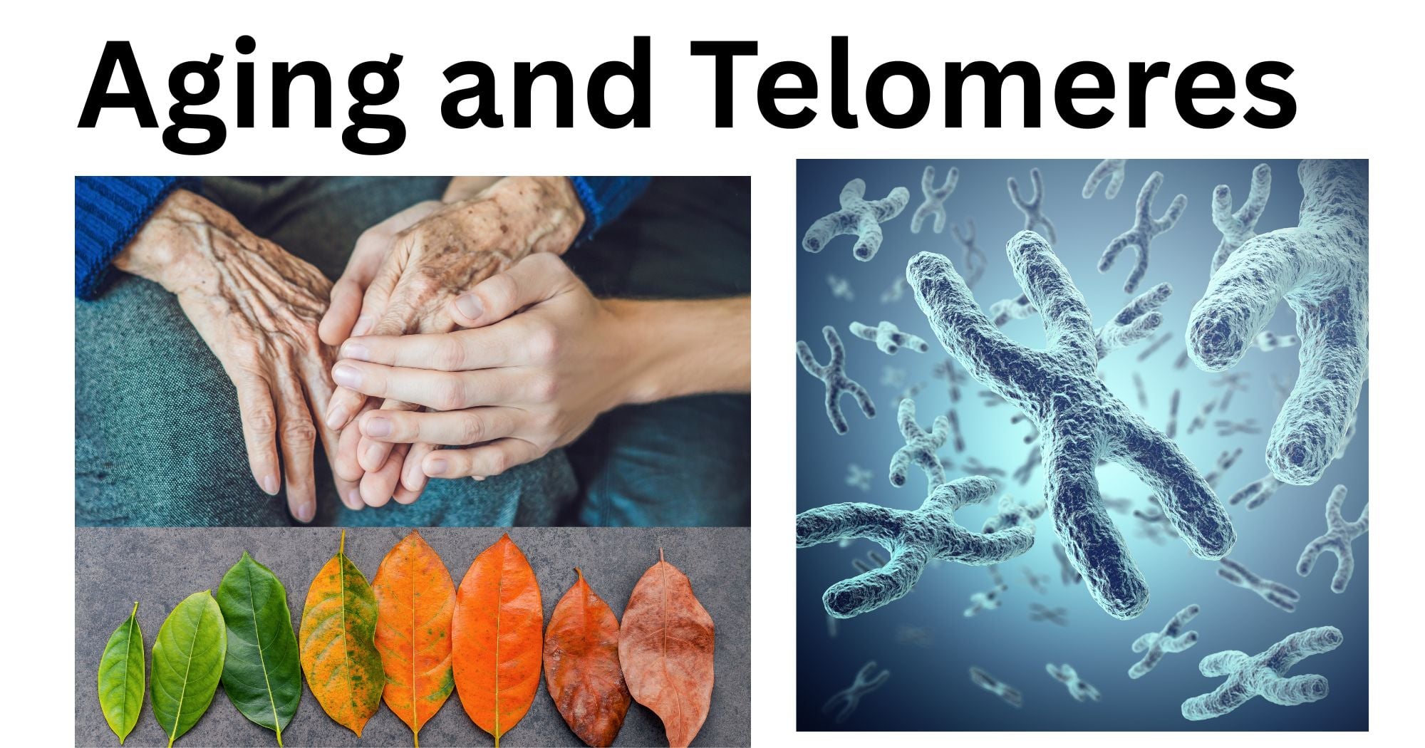 Aging and Telomeres Aging and Telomeres