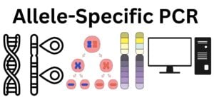 Allele Specific PCR Allele-Specific PCR