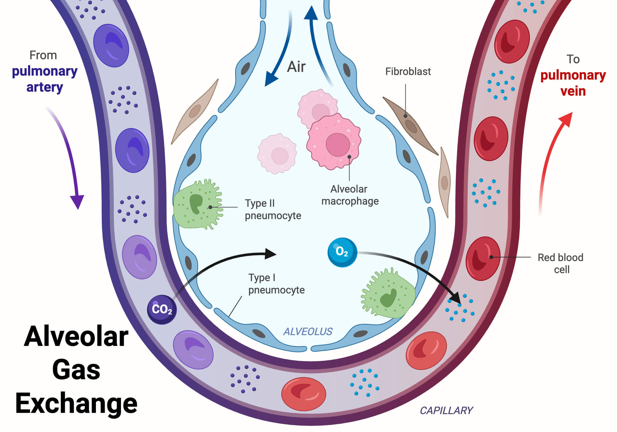 Alveolar Gas Alveolar Gas Exchange