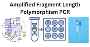 Amplified Fragment Length Polymorphism PCR Amplified Fragment Length Polymorphism PCR
