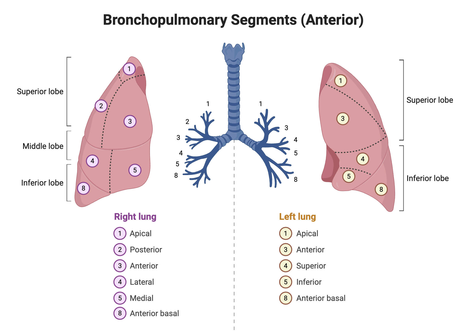 Anatomy and Structure of Bronchi Anatomy and Structure of Bronchi
