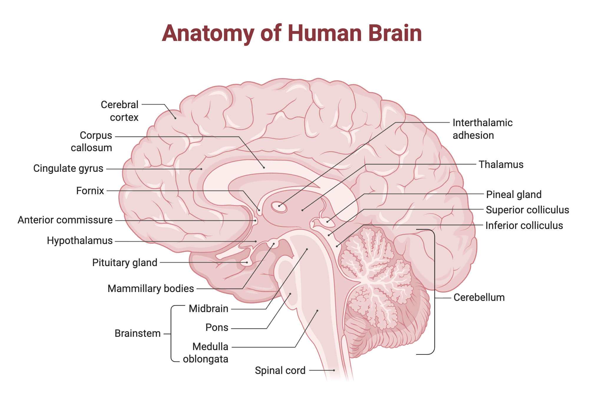 Anatomy of Human Brain Anatomy of Human Brain