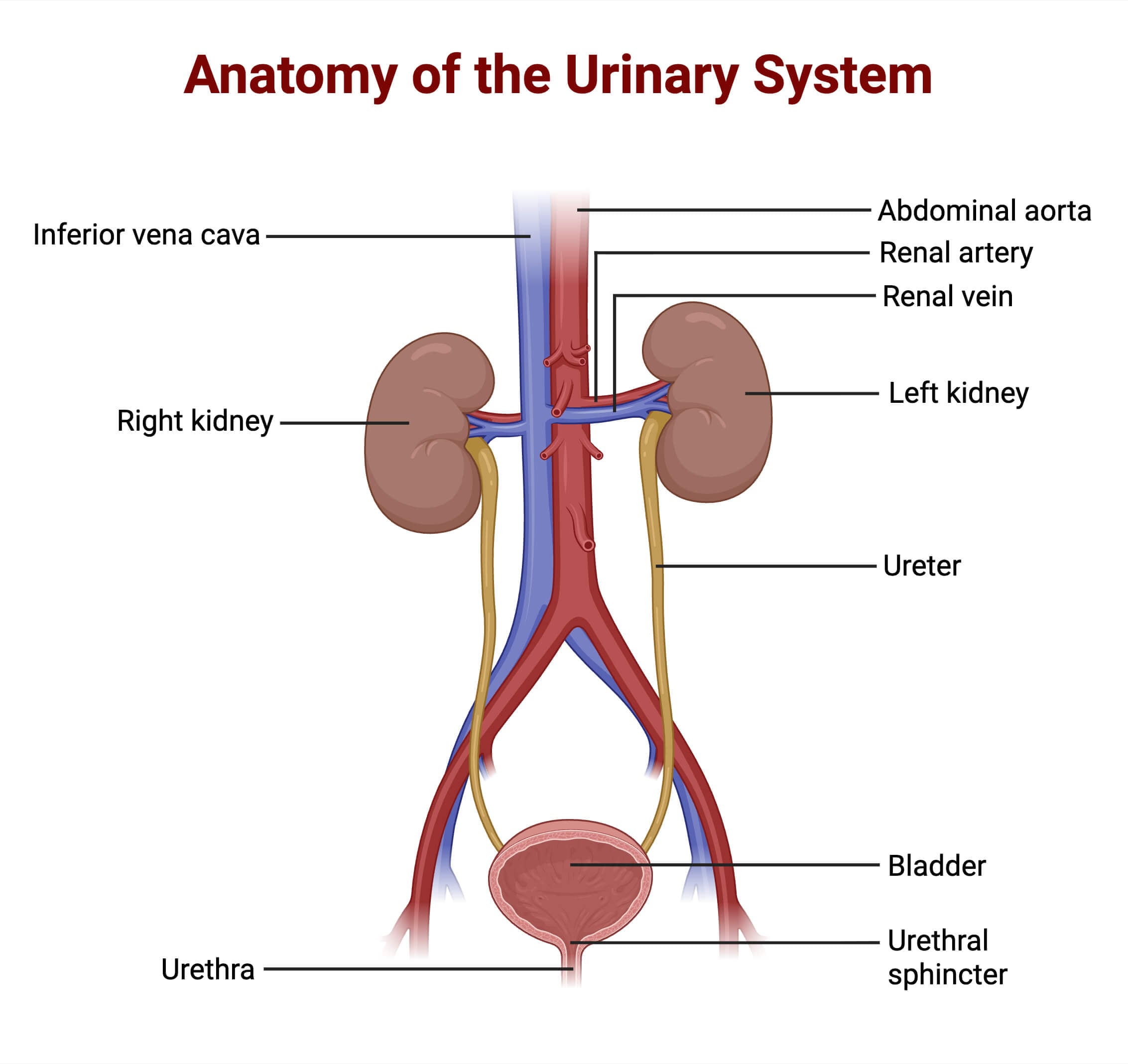 Anatomy of the Human Urinary System Anatomy of the Human Urinary System