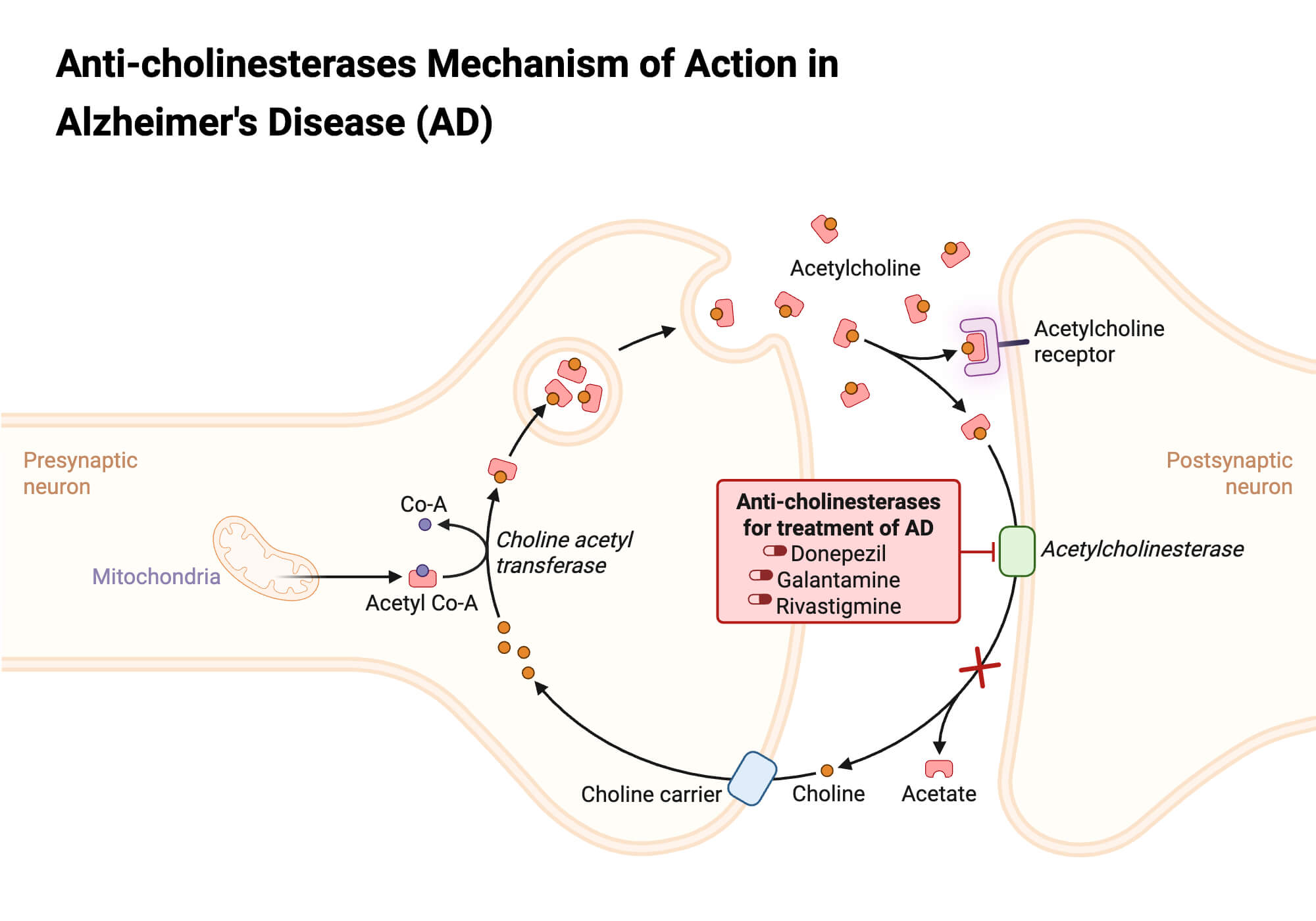 Anti cholinesterases Mechanism of Action in Alzheimers Disease AD Anti-cholinesterases Mechanism of Action in Alzheimer's Disease (AD)