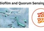 Biofilm and Quorum Sensing Biofilm and Quorum Sensing