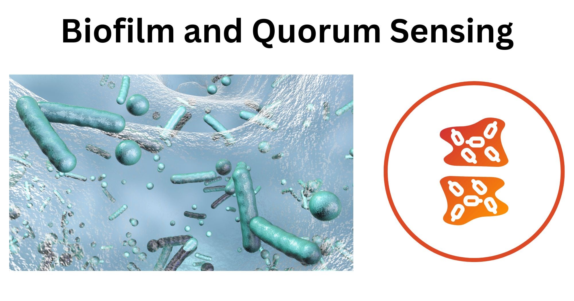 Biofilm and Quorum Sensing Biofilm and Quorum Sensing